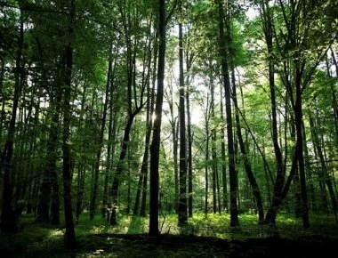 Σουφλί: Πρόγραμμα θα ανιχνεύει πυρκαγιές στο δάσος της Δαδιάς